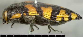 Media type: image;   Entomology 8023 Aspect: habitus lateral view